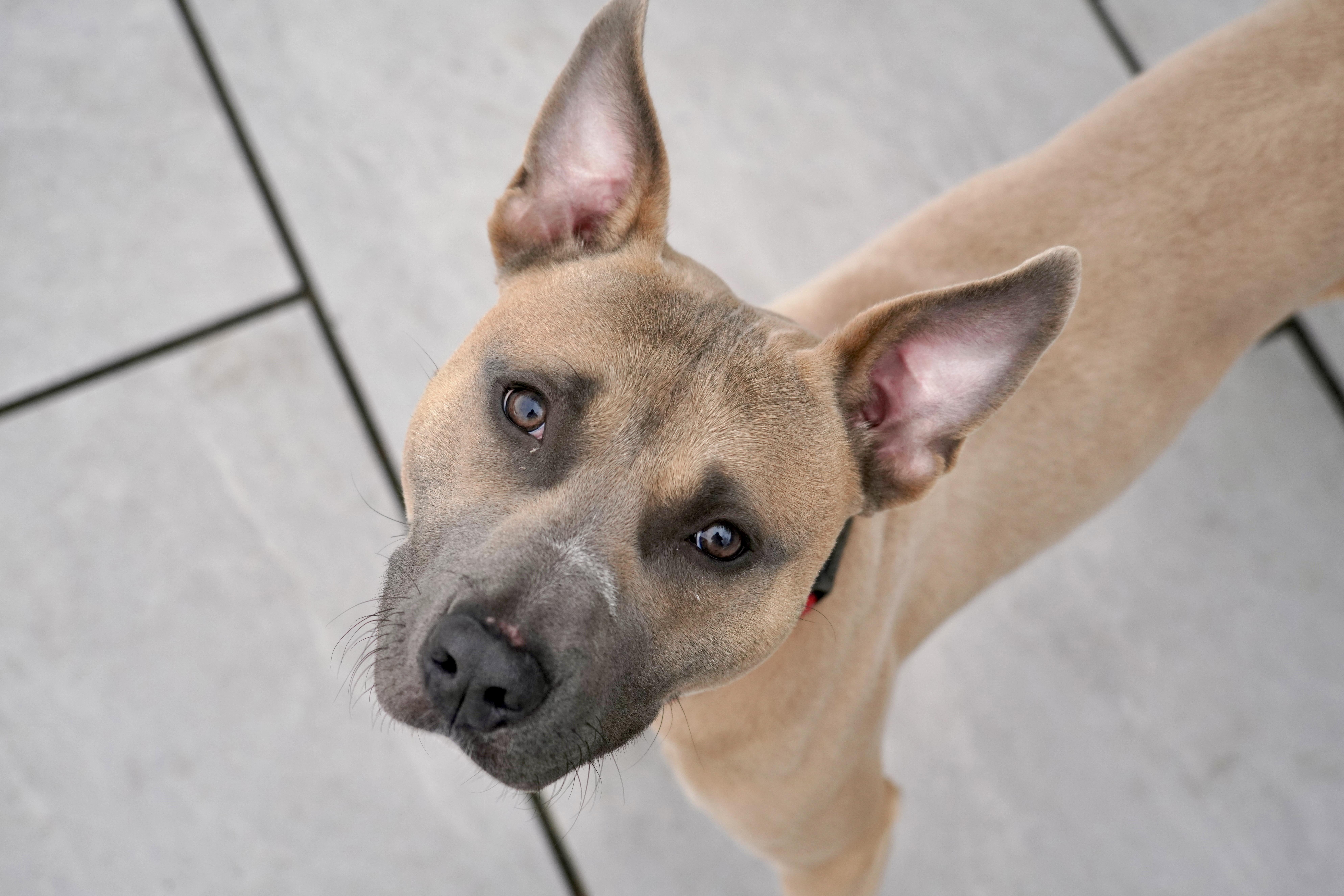 Denim, a ADOPTABLE mixed breed in New Rochelle, NY image 1/6