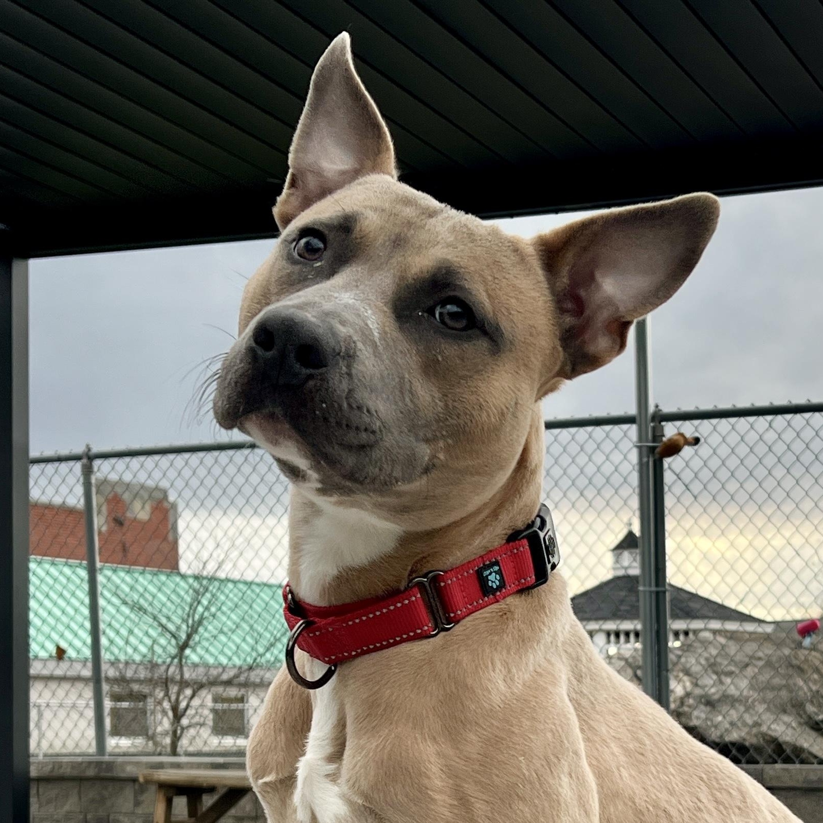 Denim, a ADOPTABLE mixed breed in New Rochelle, NY image 4/6