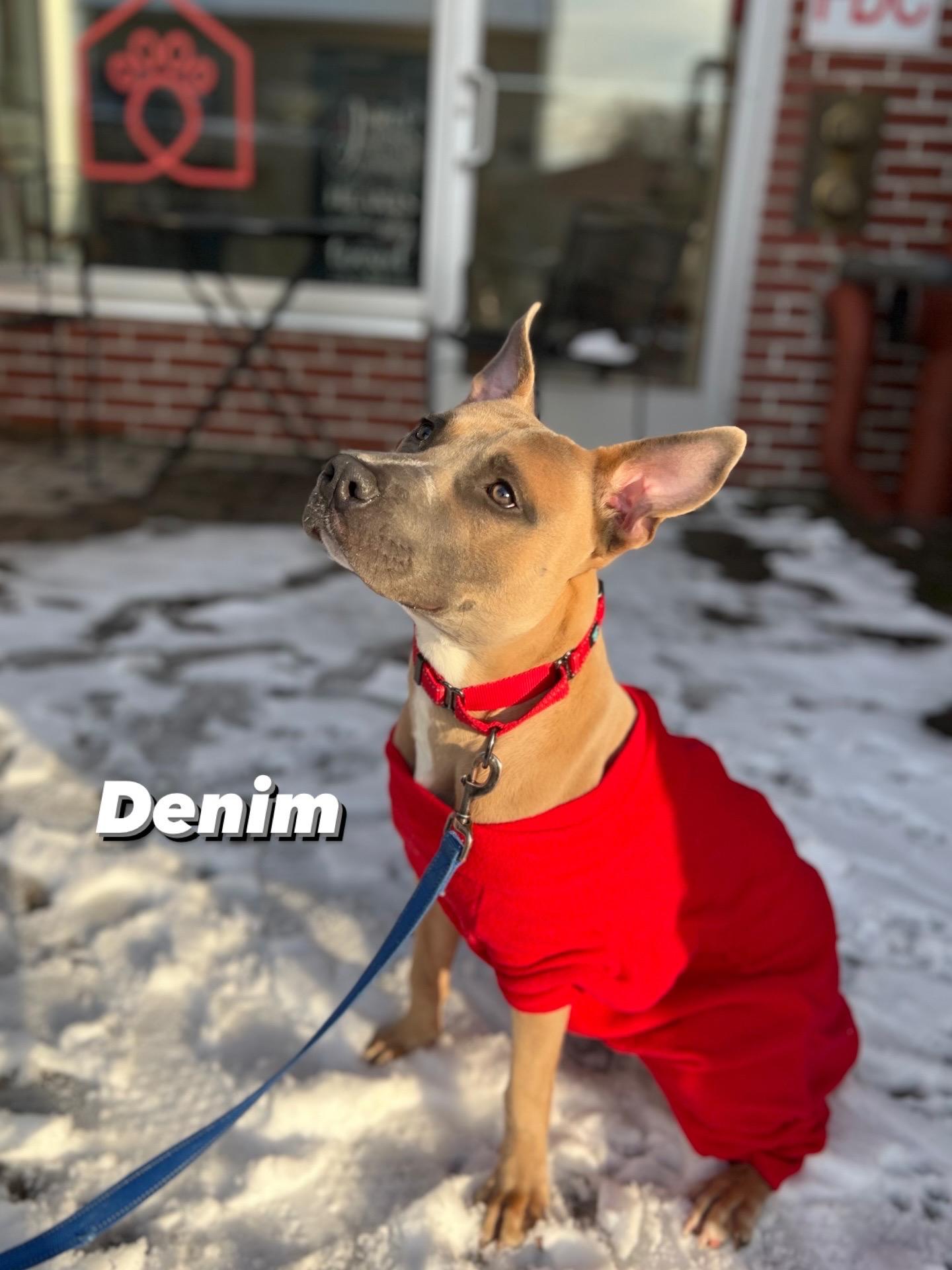 Denim, a ADOPTABLE mixed breed in New Rochelle, NY image 2/6