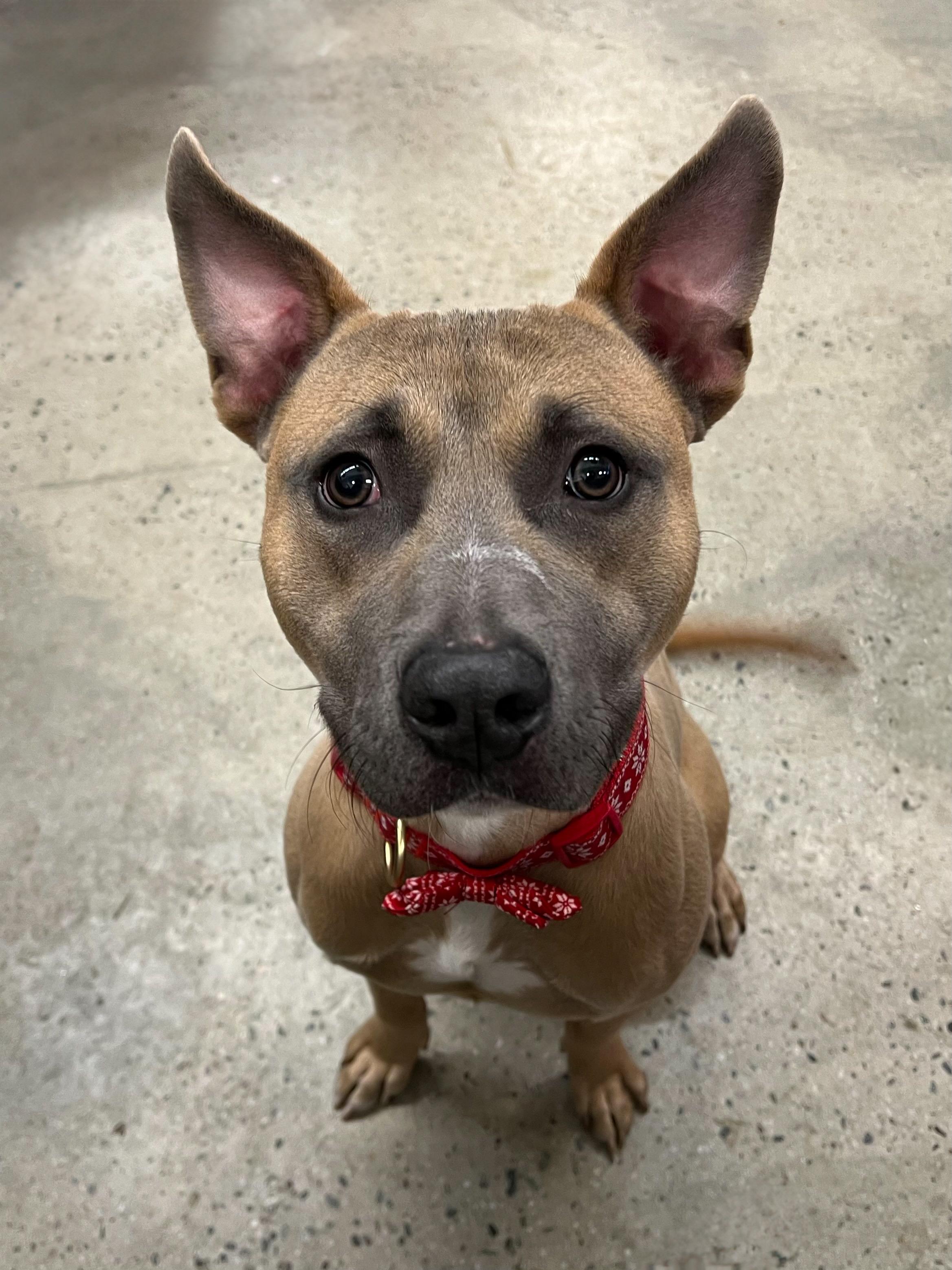 Denim, a ADOPTABLE mixed breed in New Rochelle, NY image 5/6