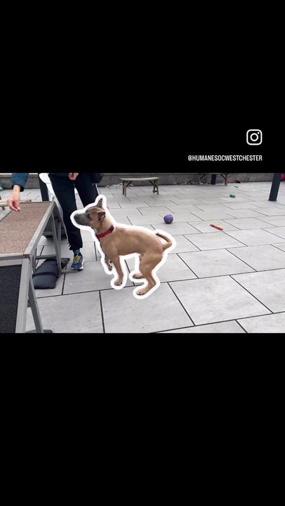 Enlarge Denim, a ADOPTABLE mixed breed in New Rochelle, NY video 6/6