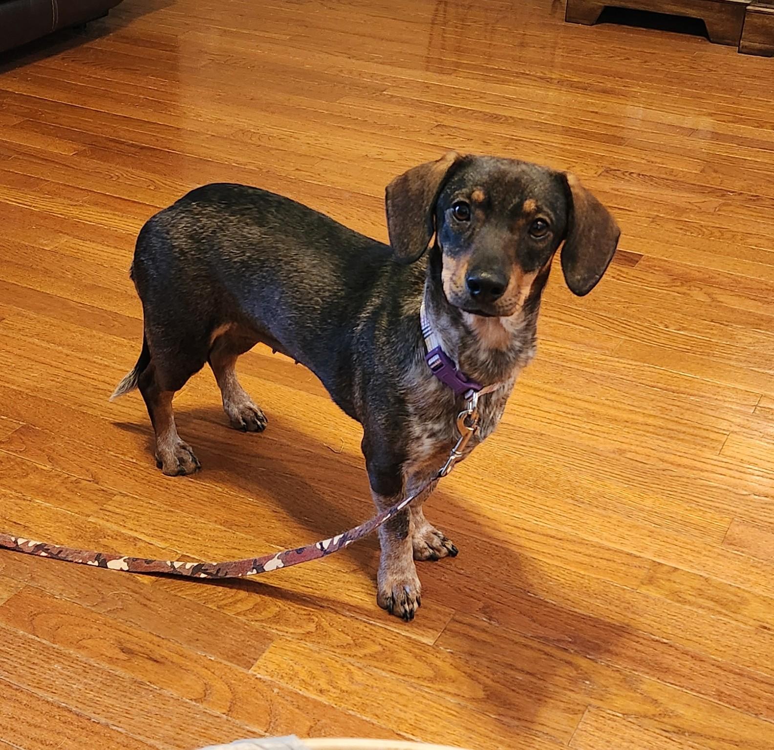 ROXY, ADOPTABLE, Young Female Dachshund.