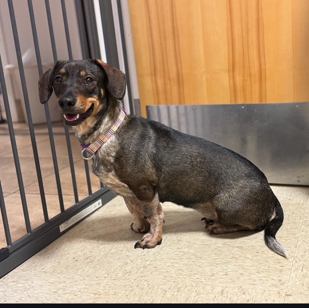 Enlarge ROXY, a ADOPTABLE mixed breed in Troutman, NC image 2/4