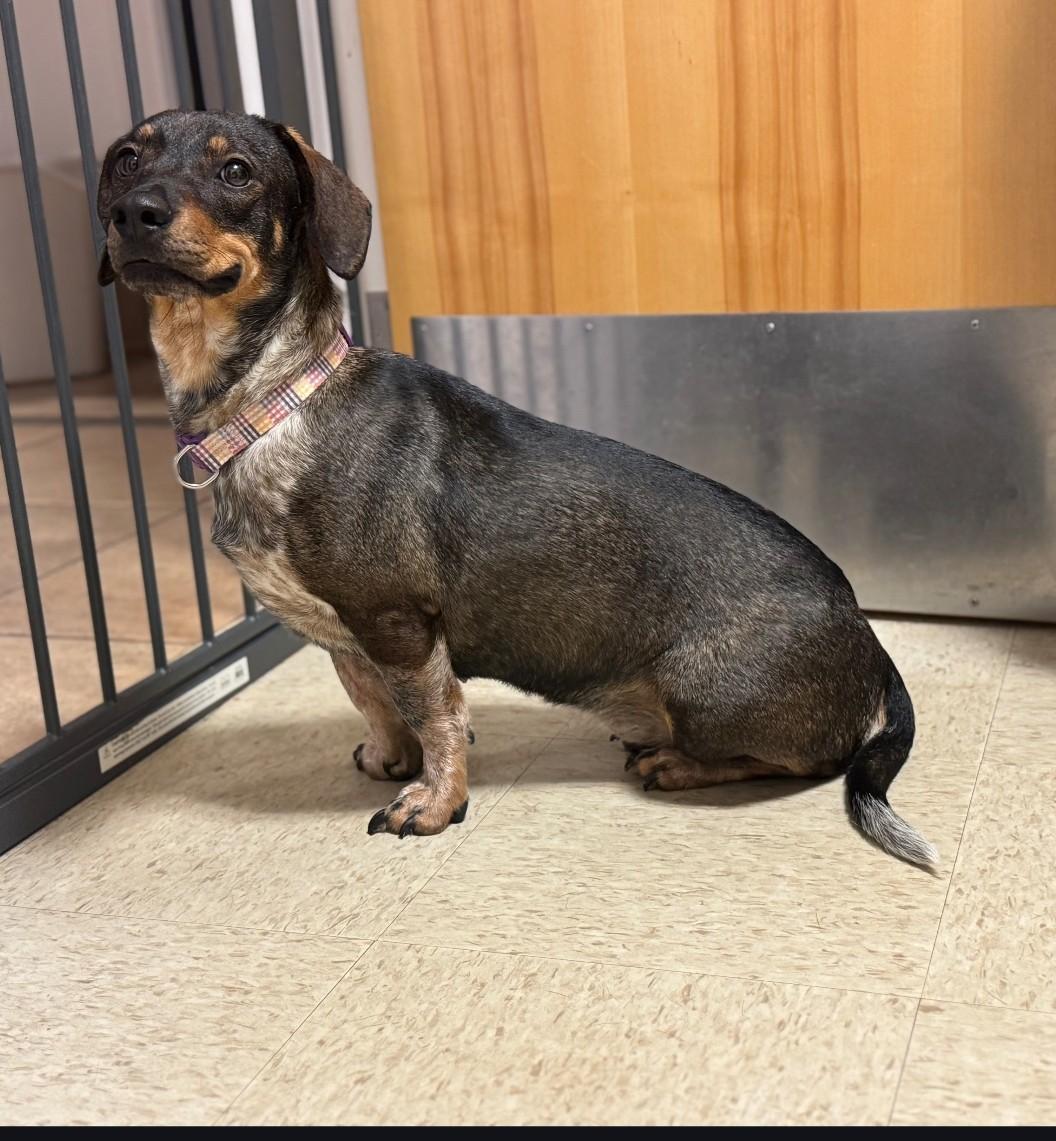 Enlarge ROXY, a ADOPTABLE mixed breed in Troutman, NC image 3/4