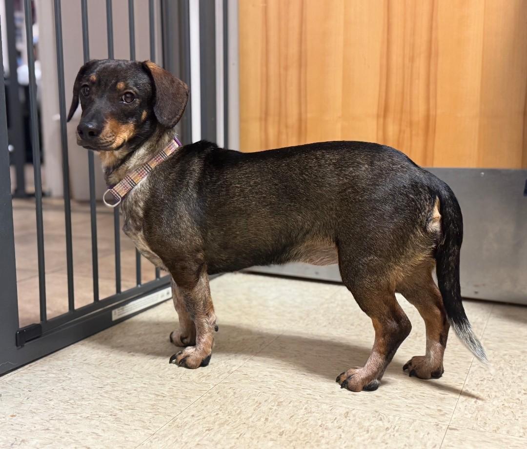 Enlarge ROXY, a ADOPTABLE mixed breed in Troutman, NC image 4/4