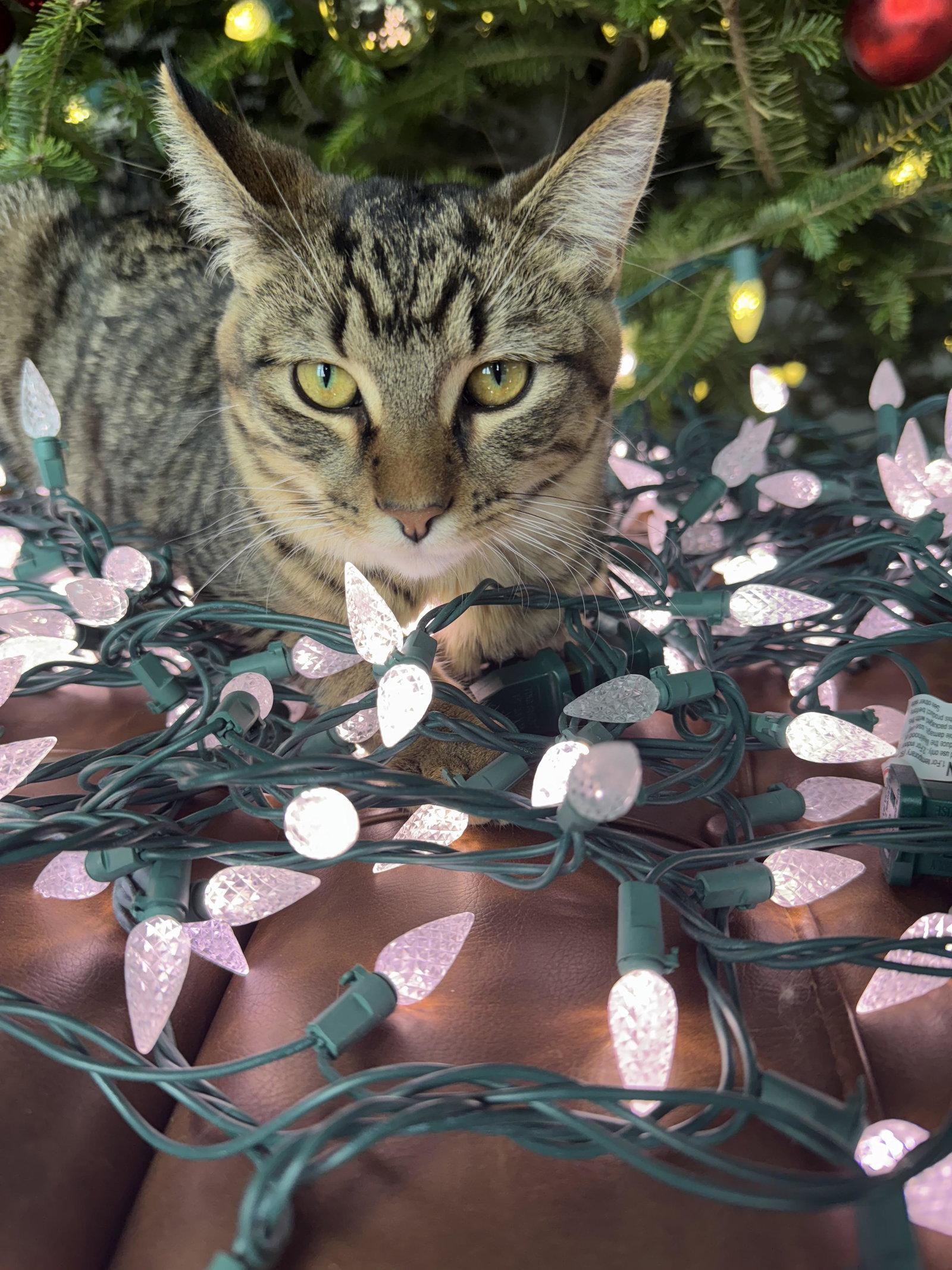 Phoenix, Adopted, Young Male Tabby & Domestic Short Hair.