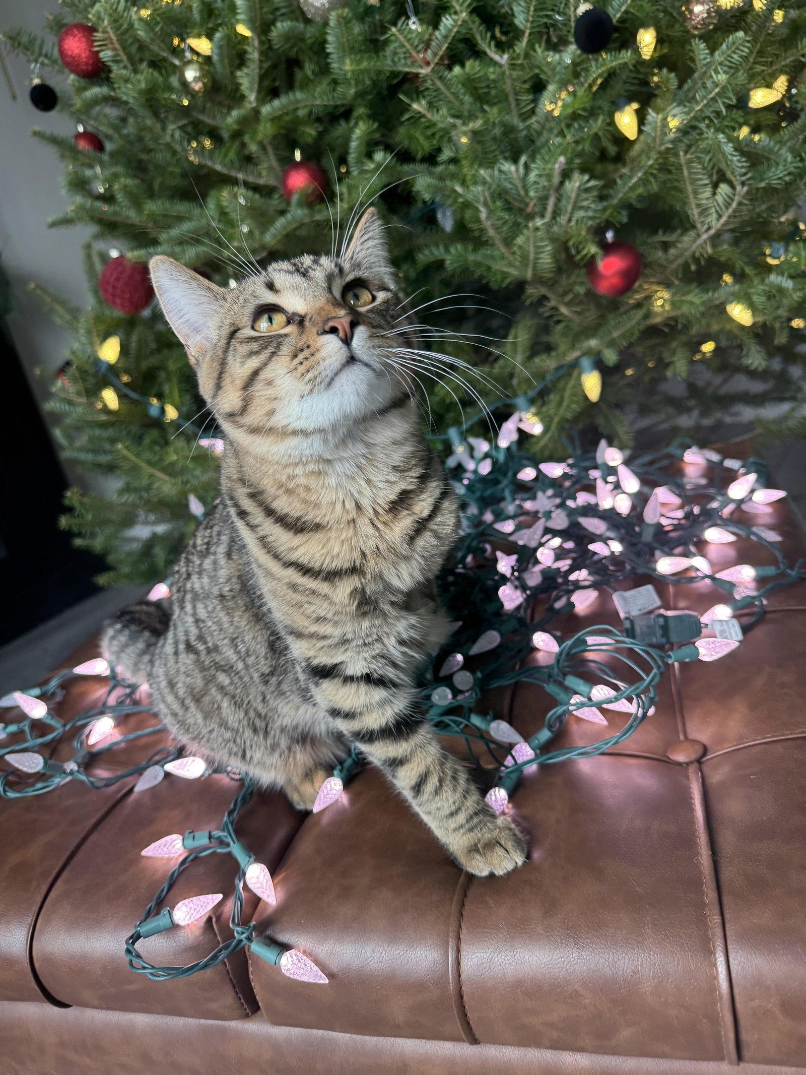 Enlarge Phoenix, a Adopted mixed breed in Mankato, MN image 2/3