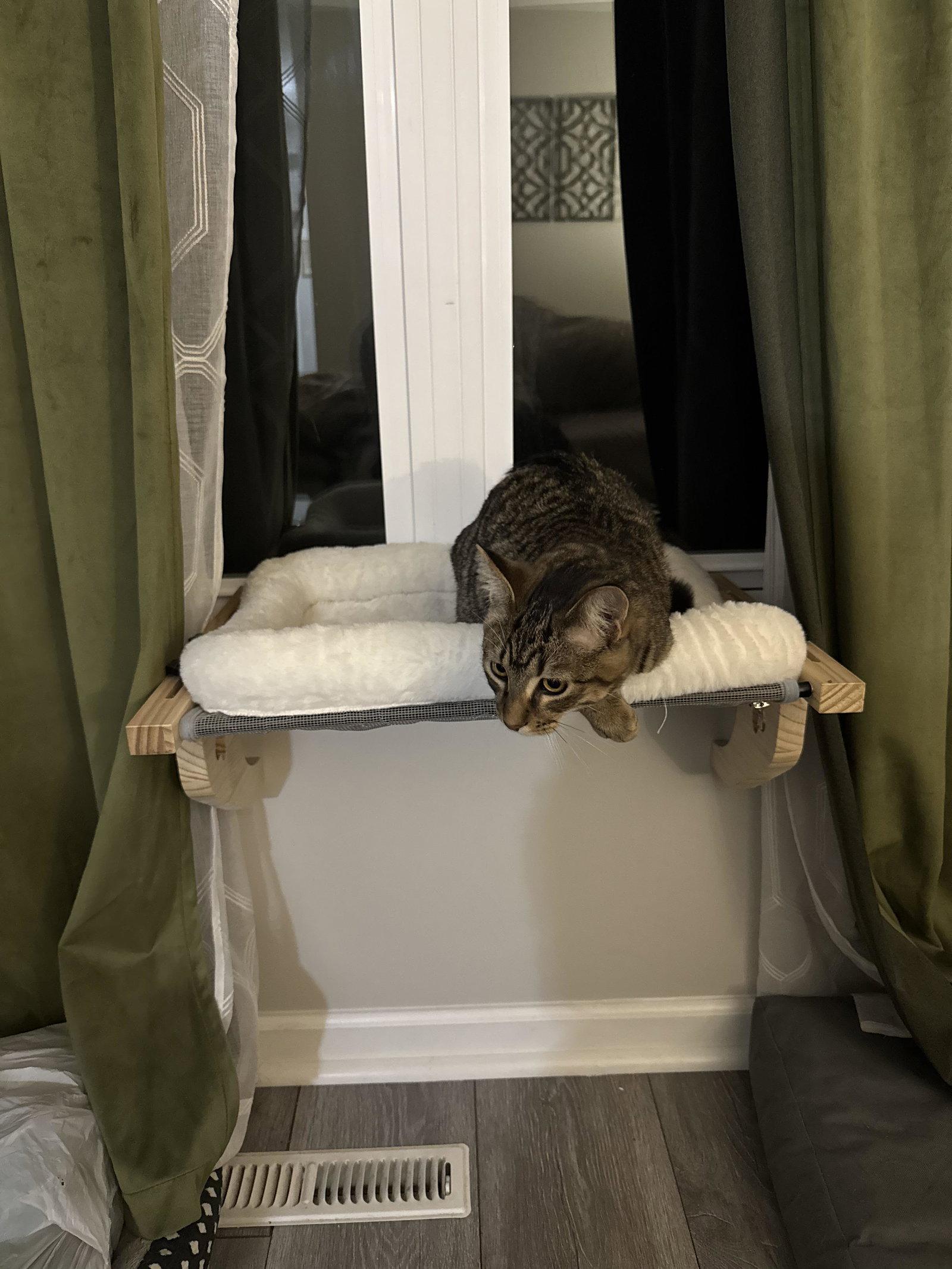 Enlarge Phoenix, a Adopted mixed breed in Mankato, MN image 3/3