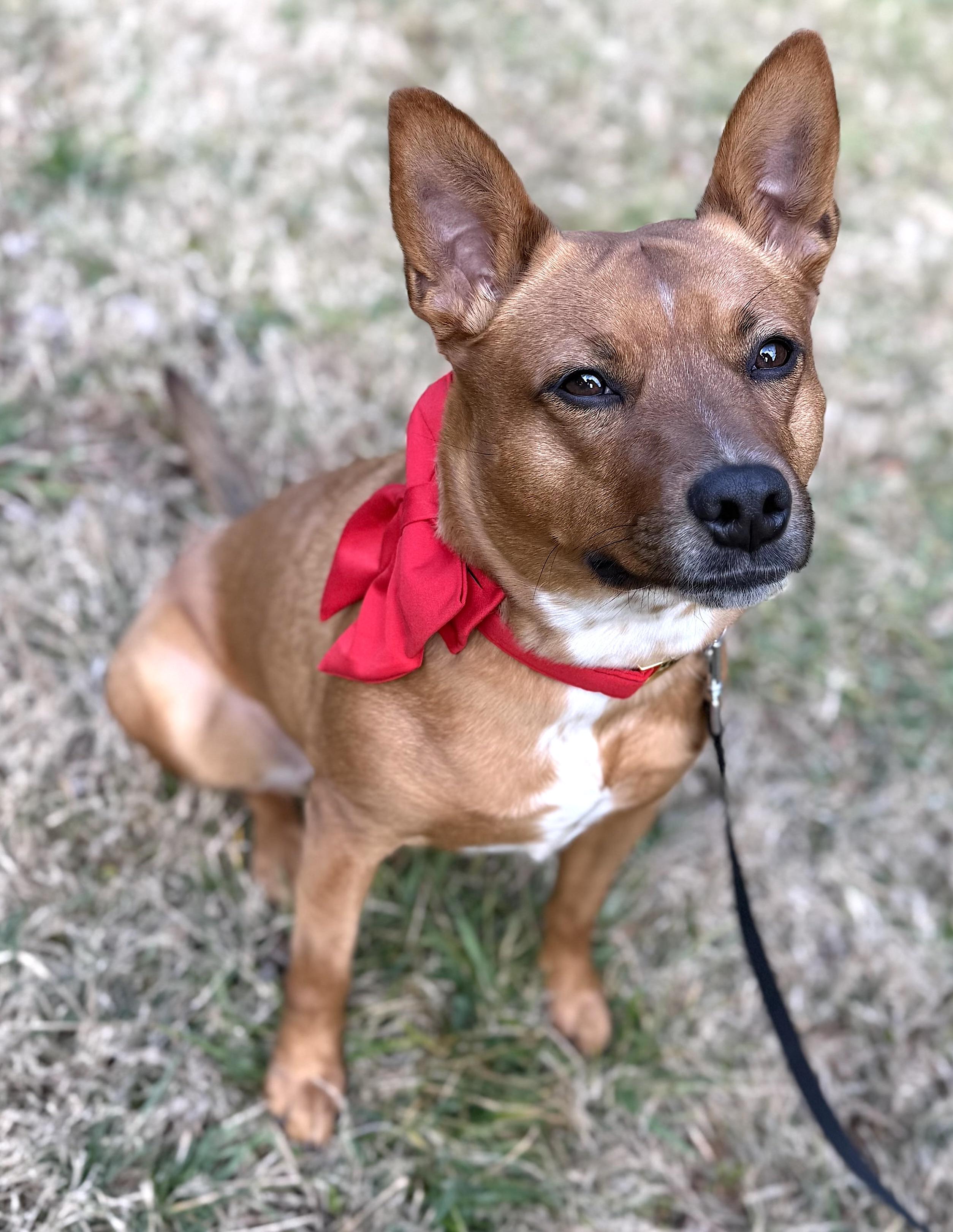 Matilda, ADOPTABLE, Adult Female Cattle Dog & Basenji.