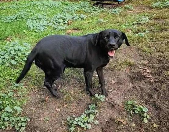CHARLIE, Adoptable, Adult Female Black Labrador Retriever.