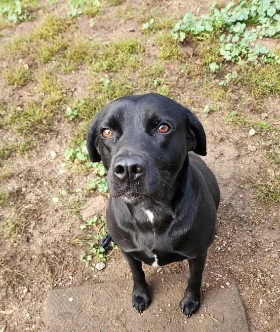 CHARLIE, a Adoptable Black Labrador Retriever in Reed City, MI image 2/3