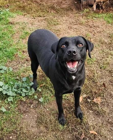CHARLIE, a Adoptable Black Labrador Retriever in Reed City, MI image 3/3