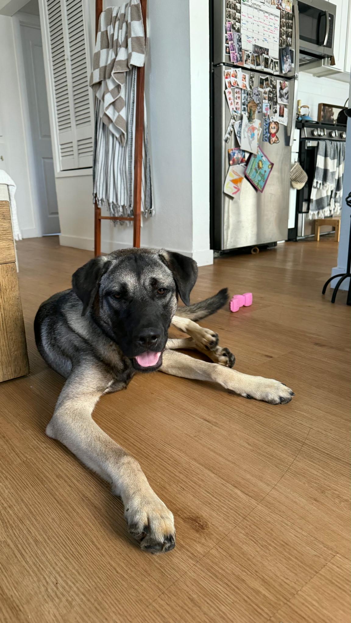 Enlarge Knox — your gentle sweetheart and adventure buddy, a Adoptable mixed breed in Weston, MA image 2/5