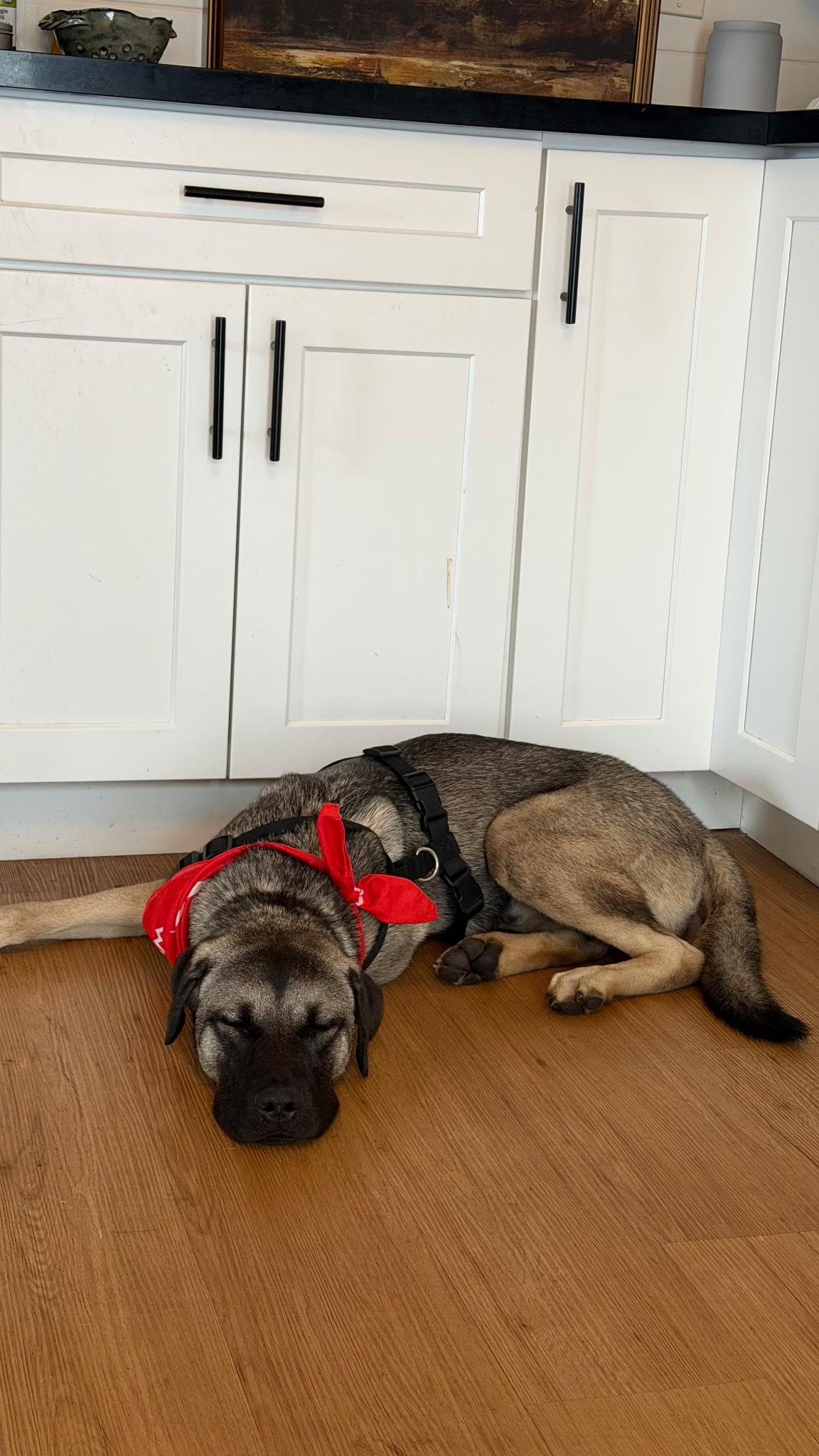 Enlarge Knox — your gentle sweetheart and adventure buddy, a Adoptable mixed breed in Weston, MA image 3/5