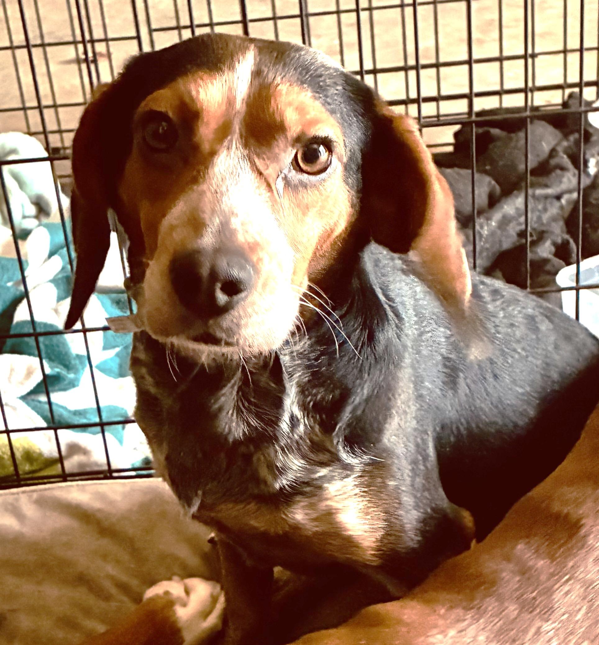 Enlarge Mikey, an adopted Beagle in Lexington, MA image 1/2