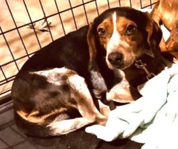 Enlarge Mikey, an adopted Beagle in Lexington, MA image 2/2