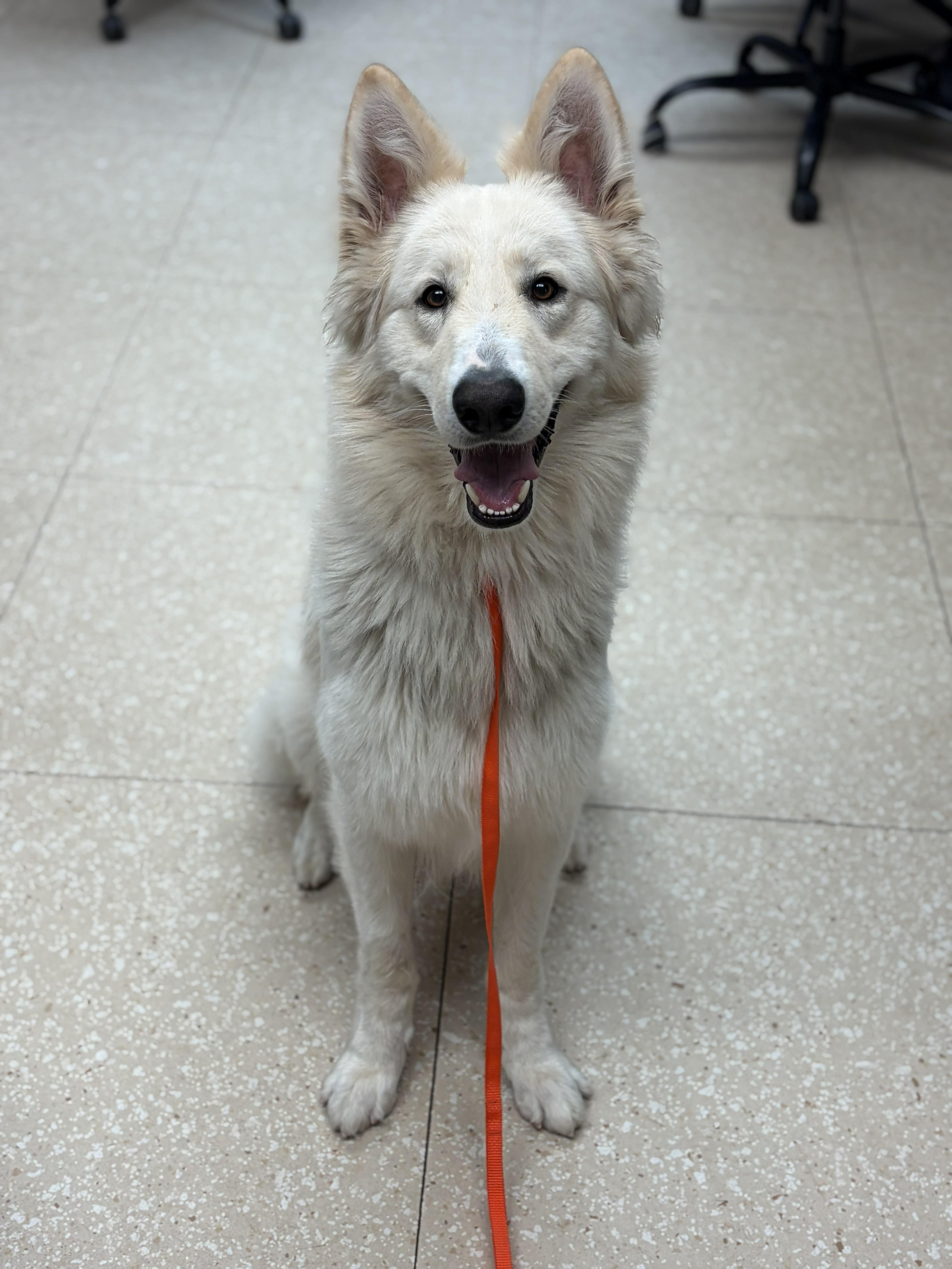 Enlarge Ghost, an adopted White German Shepherd in Maidens, VA image 5/5