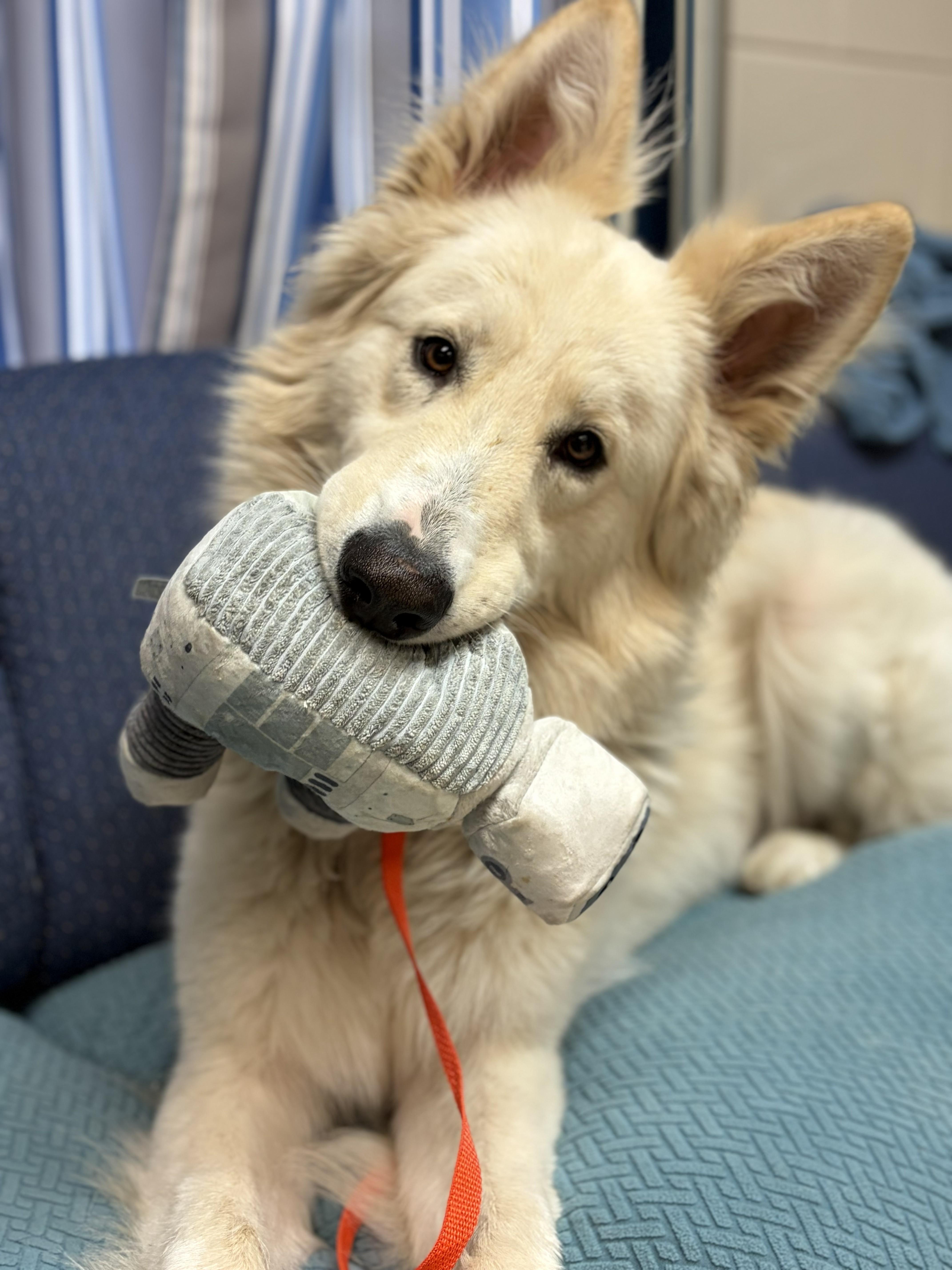 Enlarge Ghost, an adopted White German Shepherd in Maidens, VA image 2/5