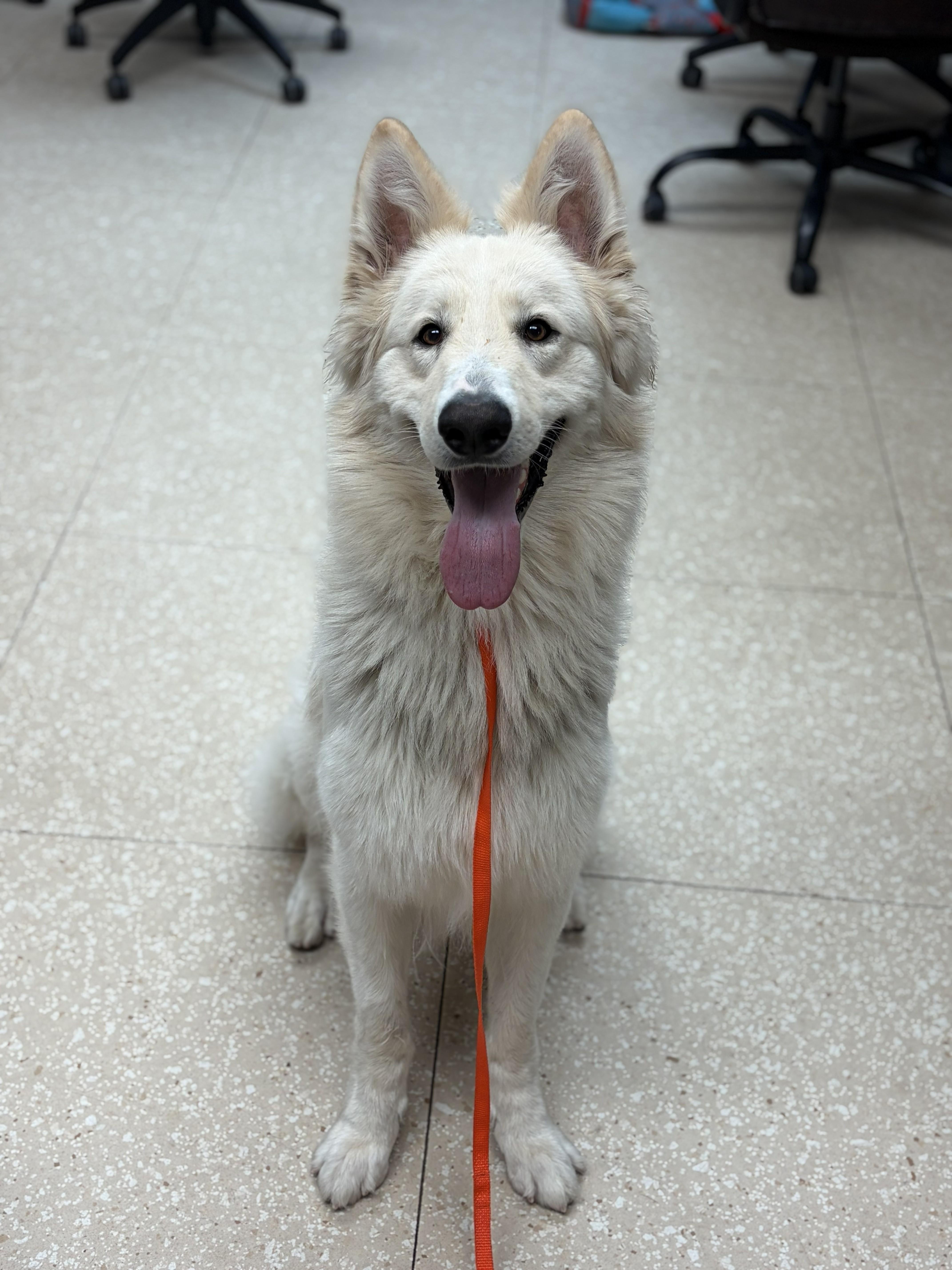 Enlarge Ghost, an adopted White German Shepherd in Maidens, VA image 3/5