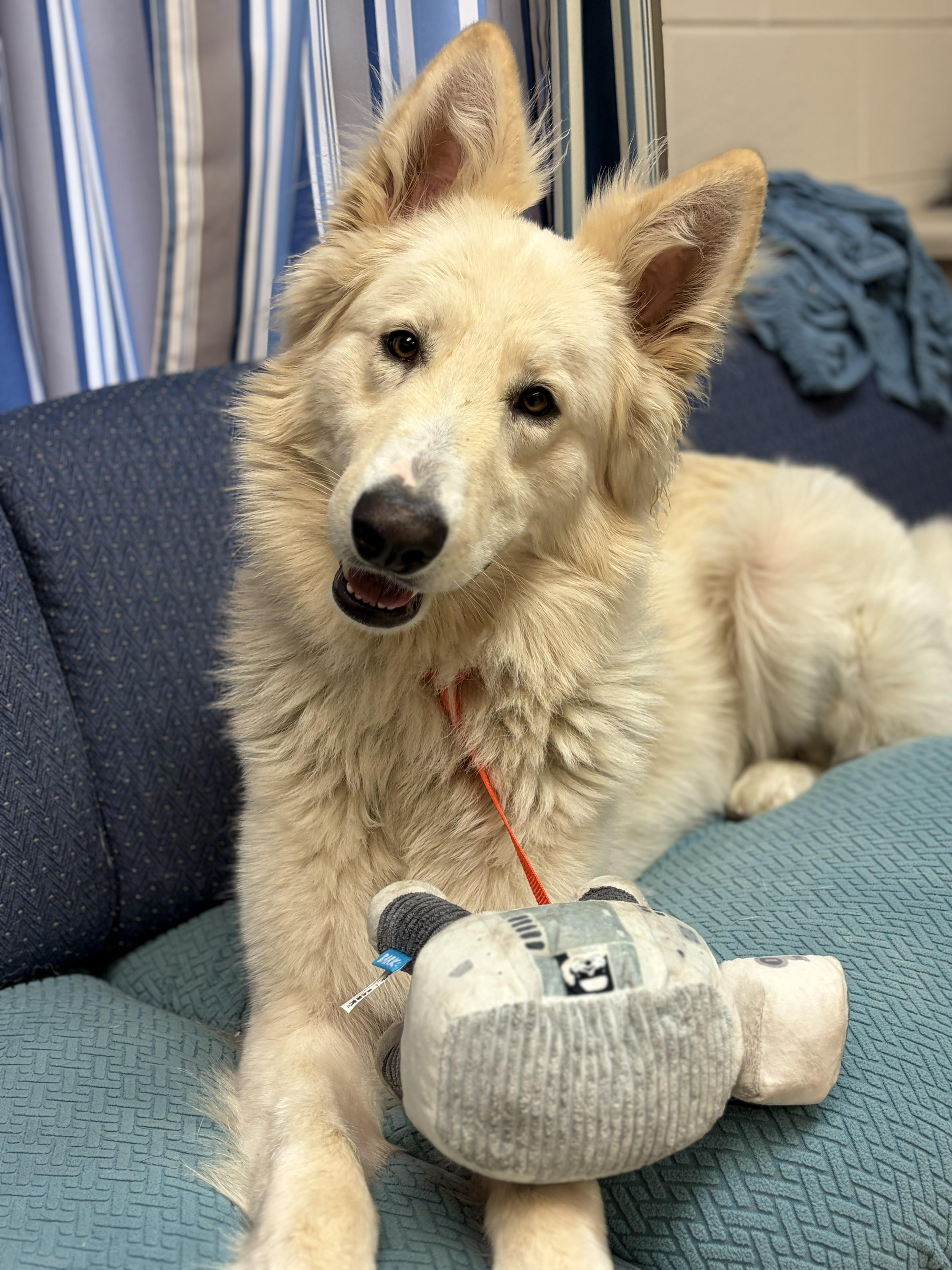 Enlarge Ghost, an adopted White German Shepherd in Maidens, VA image 4/5