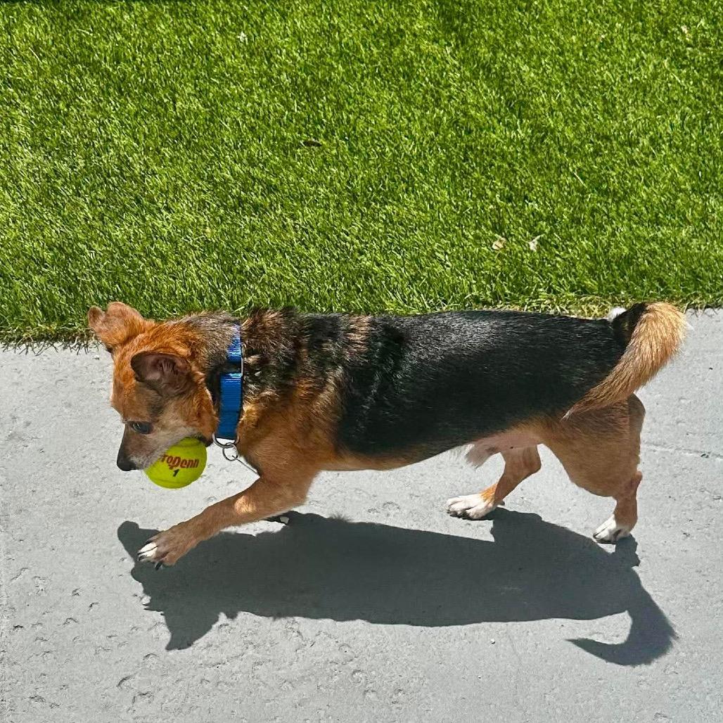 Eli, Adoptable, Senior Male Chihuahua & Mixed Breed.