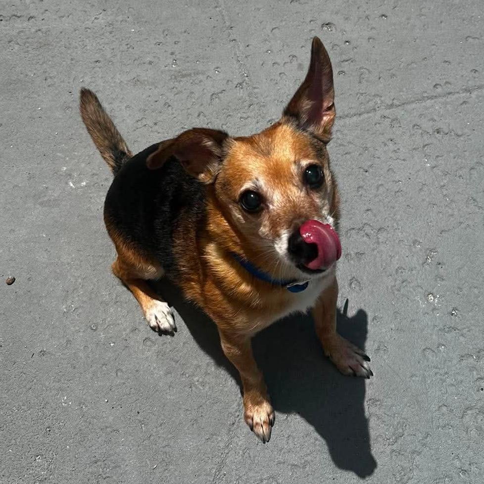 Enlarge Eli, a Adoptable mixed breed in Seminole, FL image 2/4