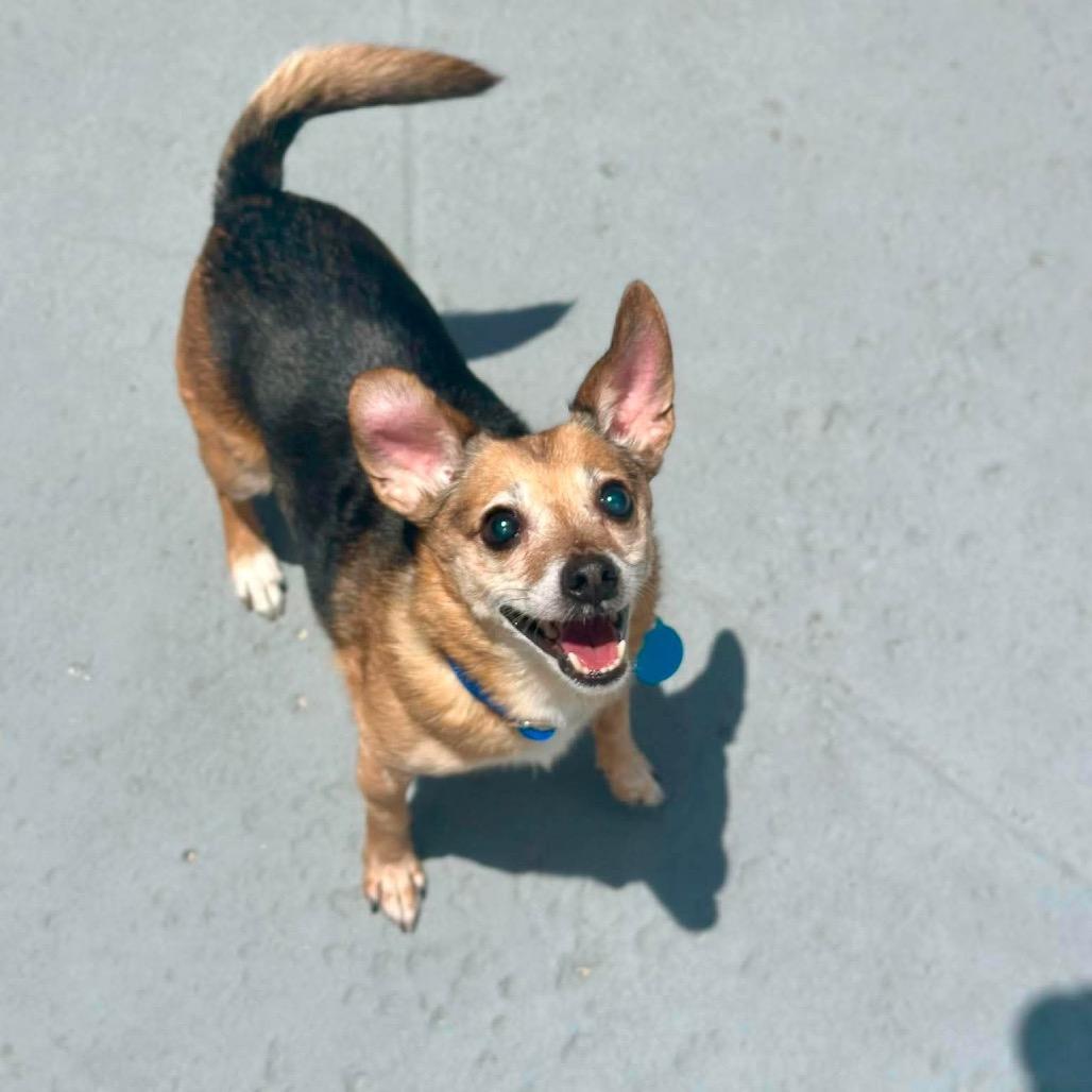 Enlarge Eli, a Adoptable mixed breed in Seminole, FL image 3/4