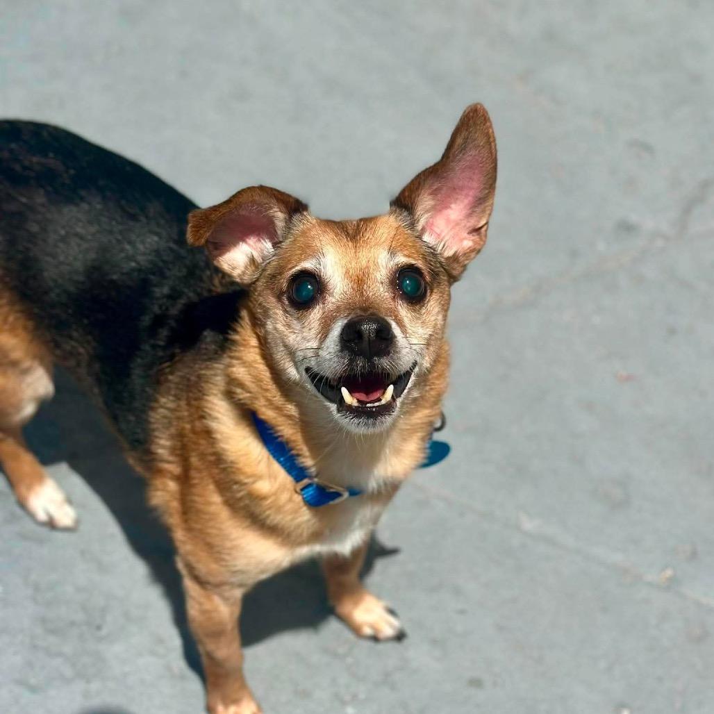 Enlarge Eli, a Adoptable mixed breed in Seminole, FL image 4/4