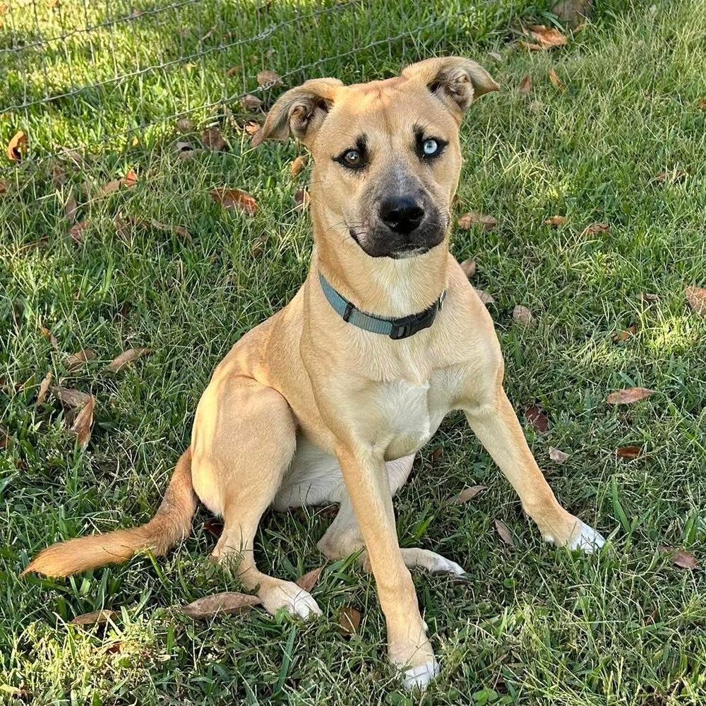 Maggie, a Adopted mixed breed image 2/2