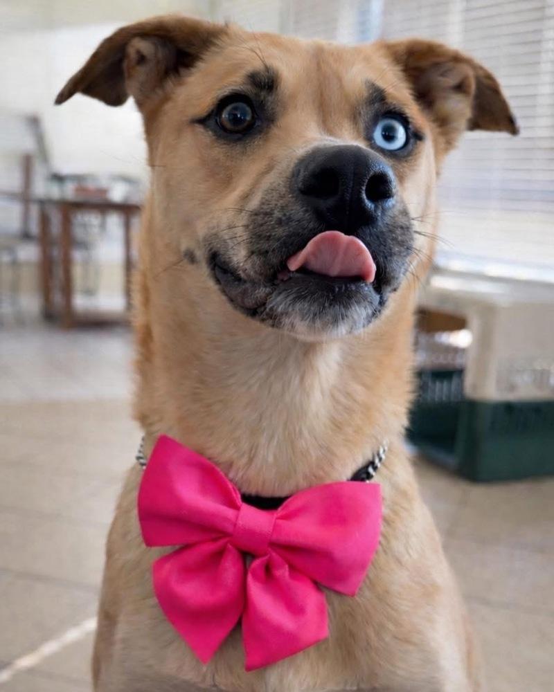 Maggie, a Adopted mixed breed in Brookshire, TX image 3/3