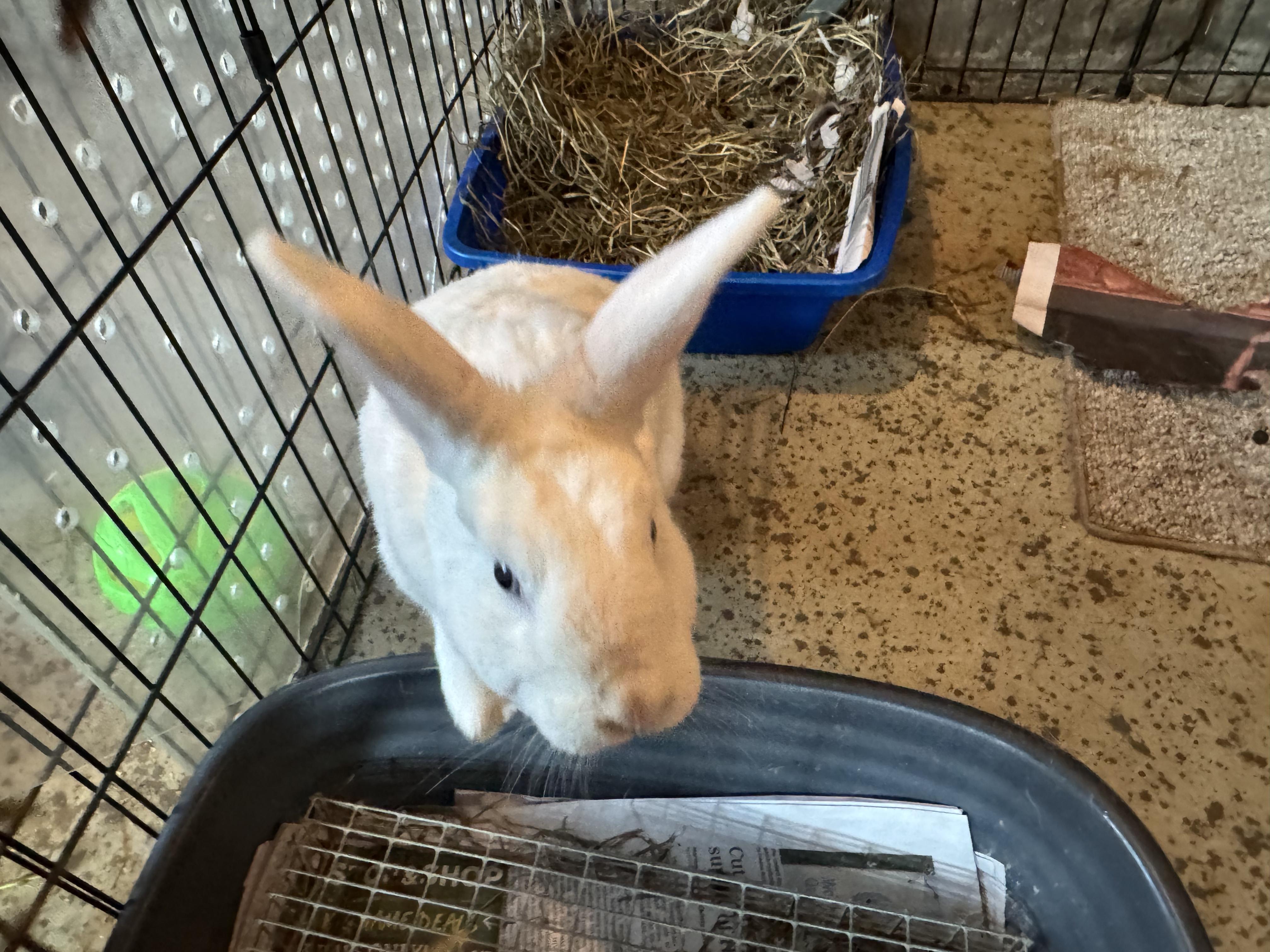 Snowdrop, an adoptable Bunny Rabbit in Salisbury Mills, NY image 4/4