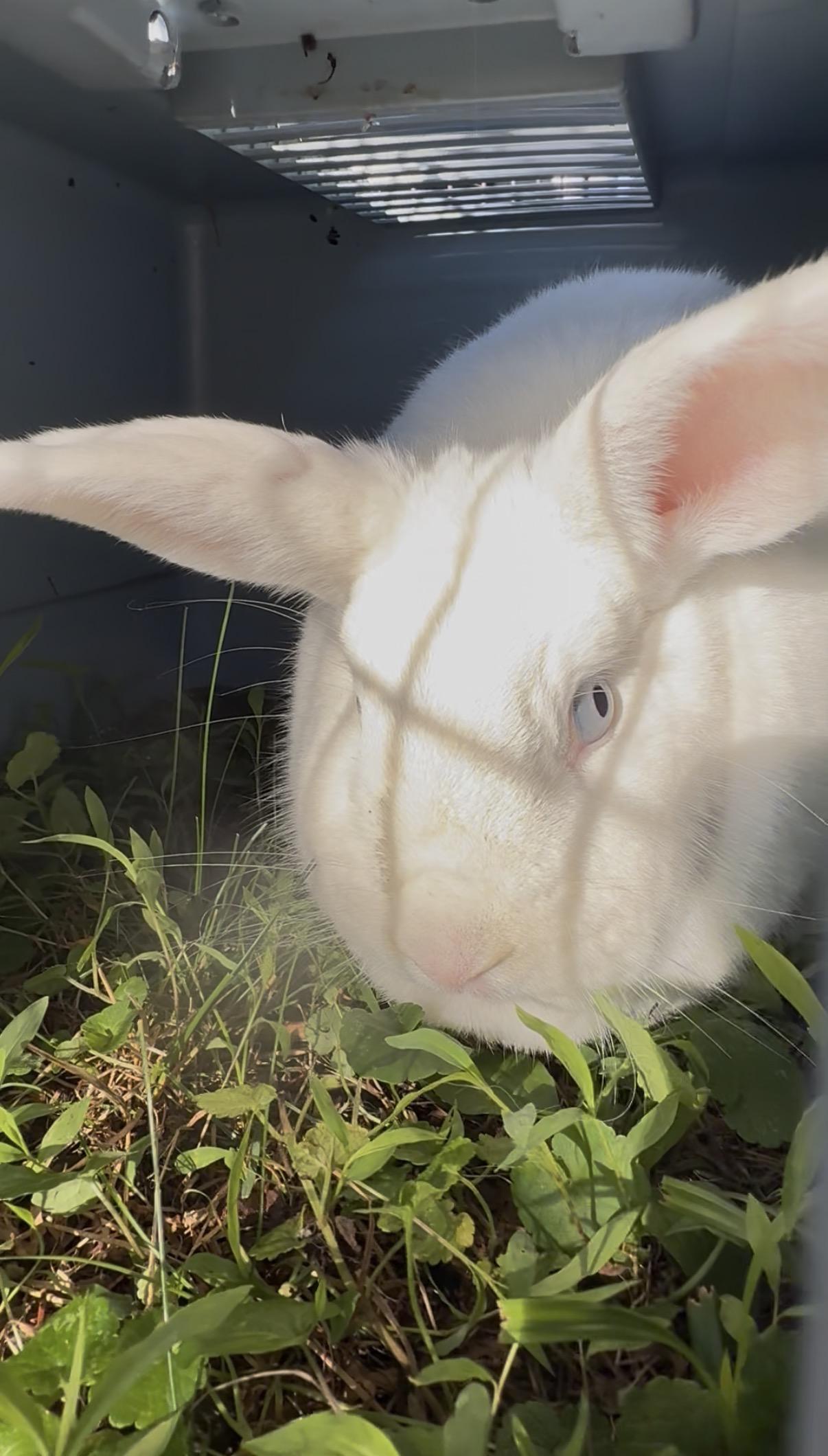 Snowdrop, an adoptable Bunny Rabbit in Salisbury Mills, NY image 3/4
