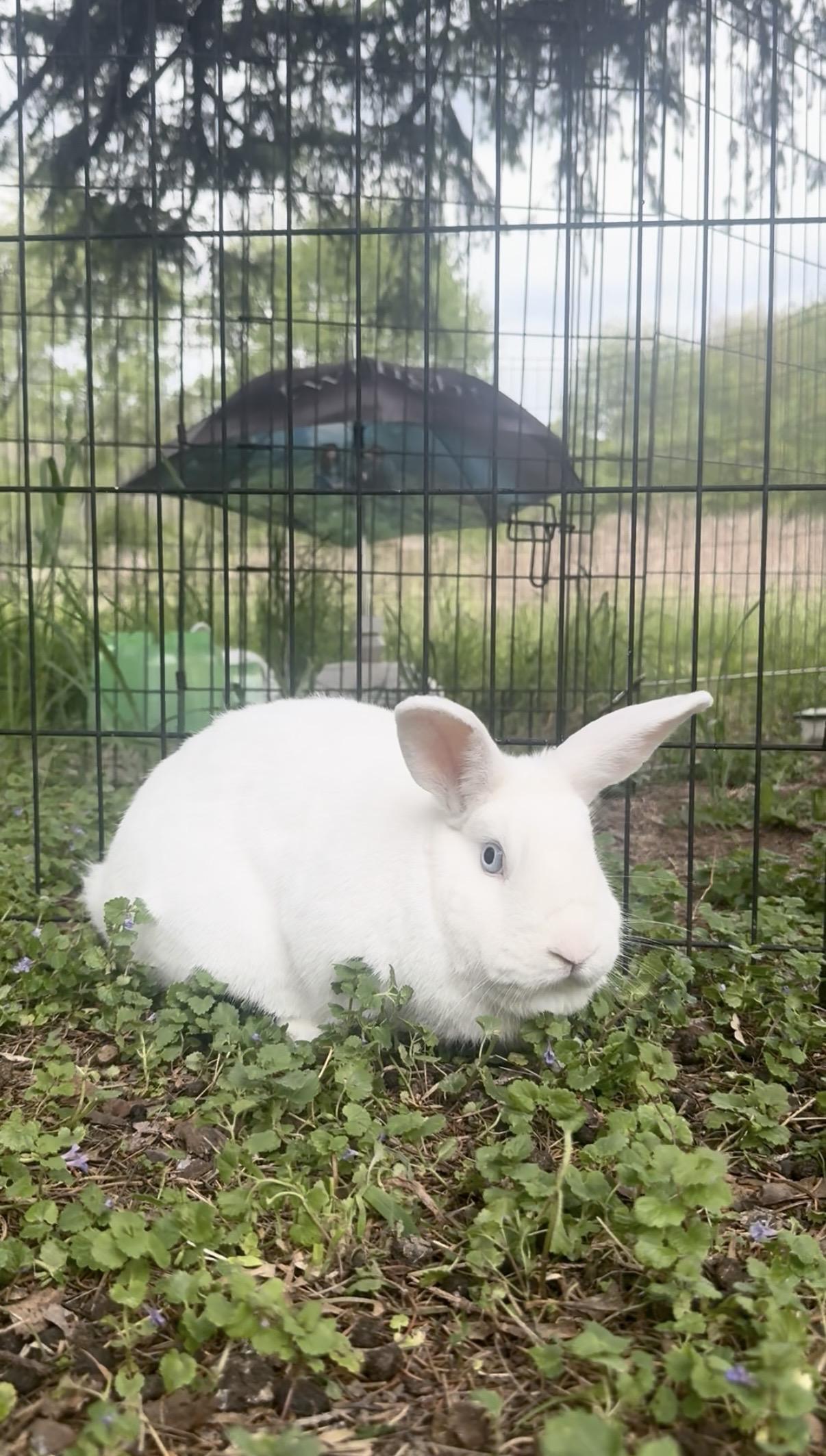 Snowdrop, adoptable, Adult Female Bunny Rabbit.