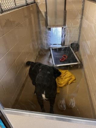 Vincent, ADOPTABLE, Young Male Labrador Retriever.