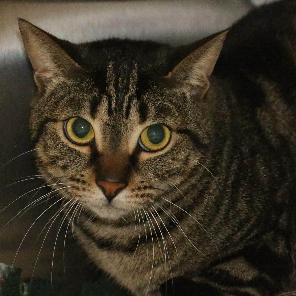 Griffon, Adoptable, Adult Male Domestic Short Hair.