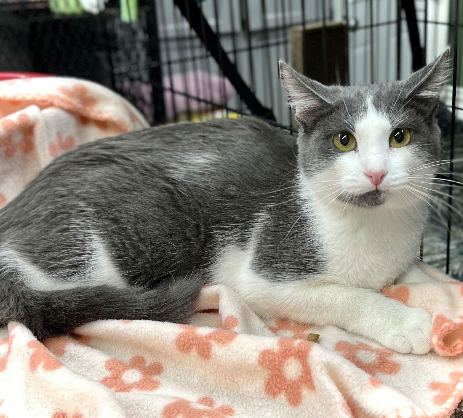 Reeves — thumbnail 2