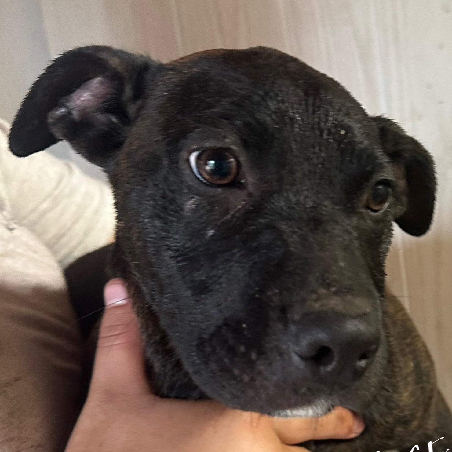 Enlarge Rose, a Adoptable mixed breed in Oak Bluffs, MA image 1/1