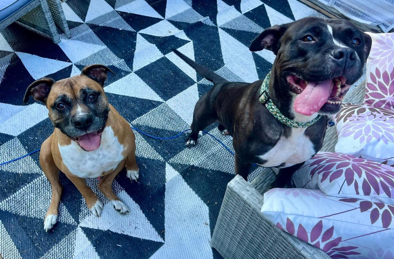 Ladybug, a Adoptable mixed breed in Grand Haven, MI image 5/6