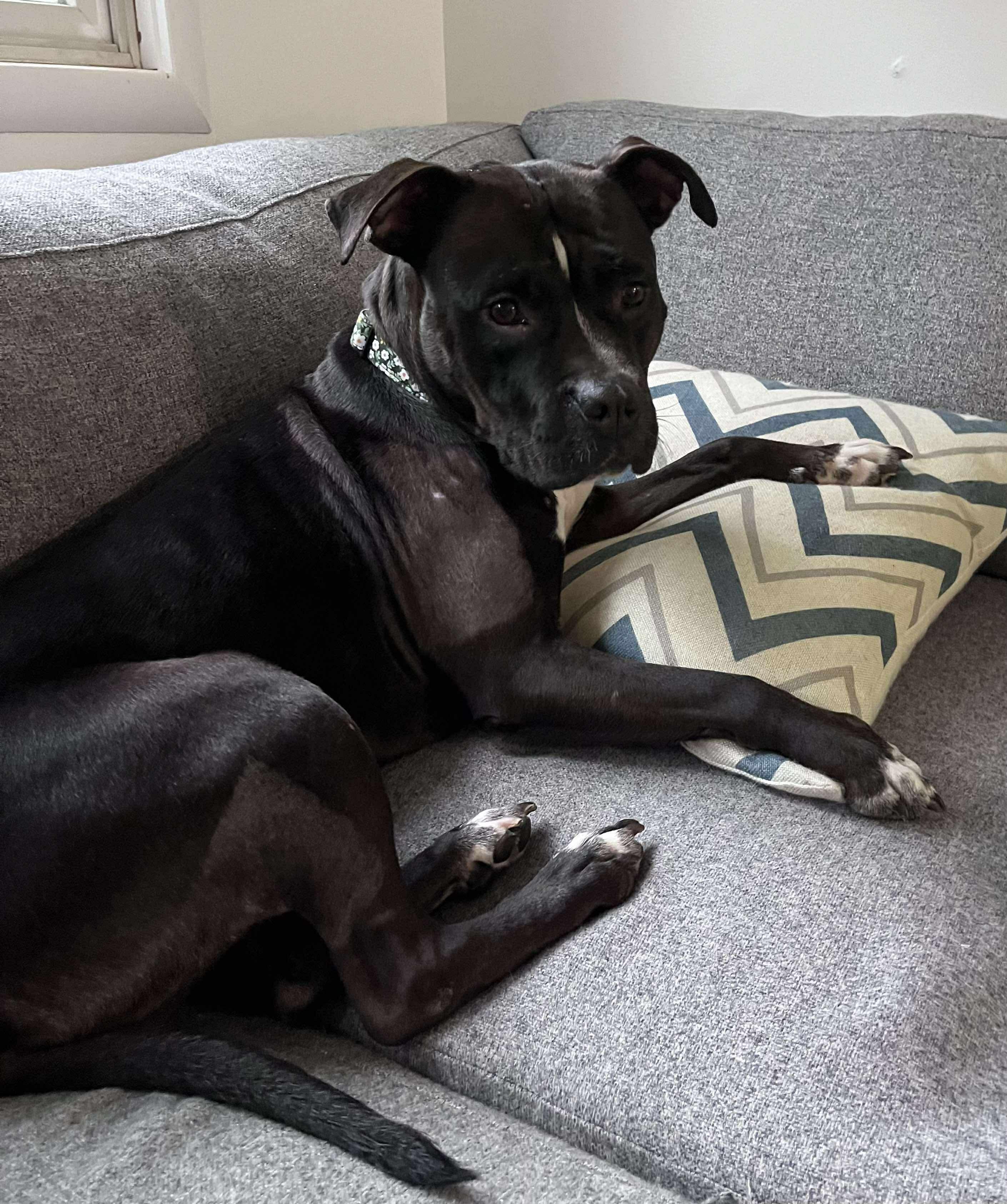 Ladybug, a Adoptable mixed breed in Grand Haven, MI image 3/6