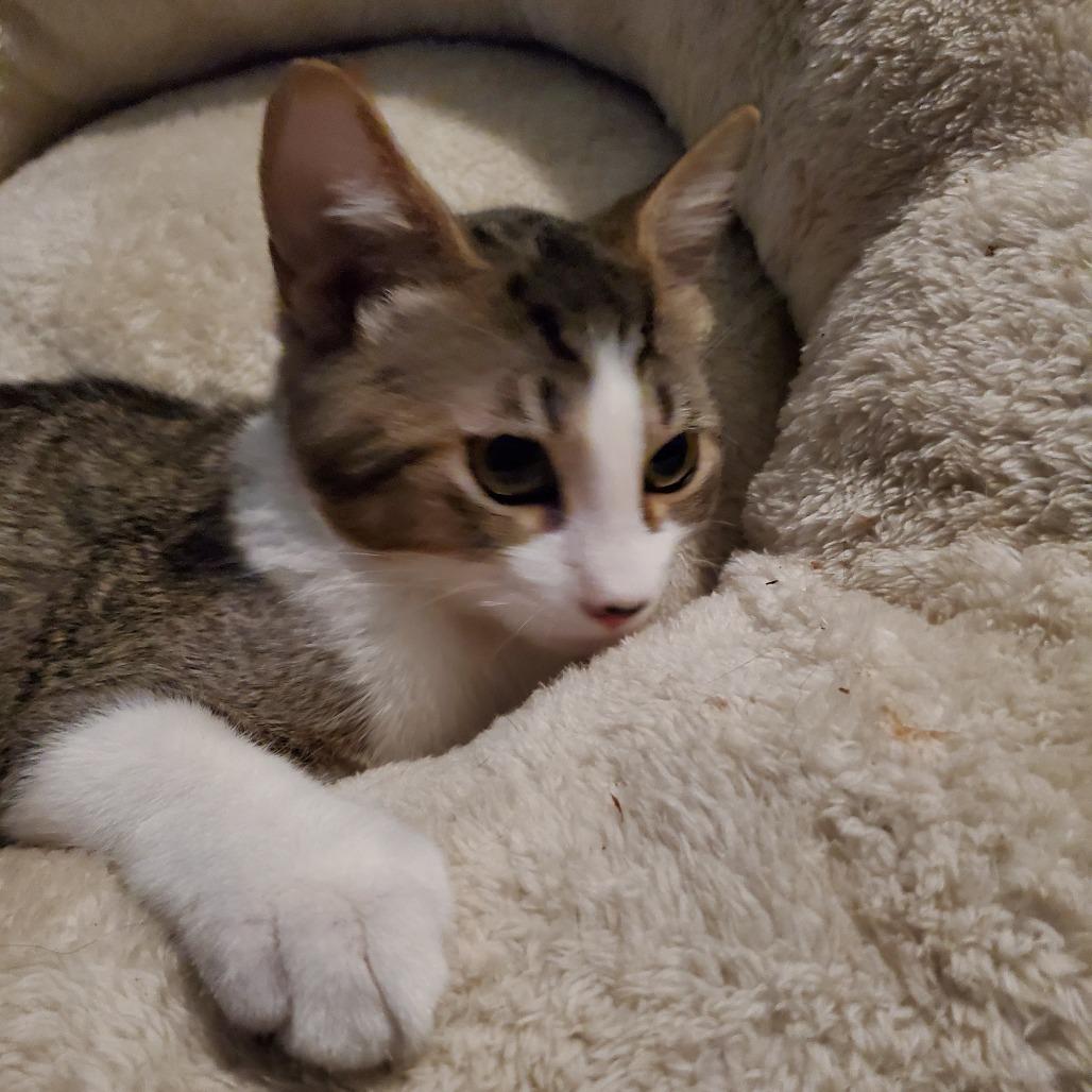 Enlarge Chocolate Chip - BONDED TO STRAWBERRY, a Adoptable Domestic Short Hair in Union, MO image 1/3