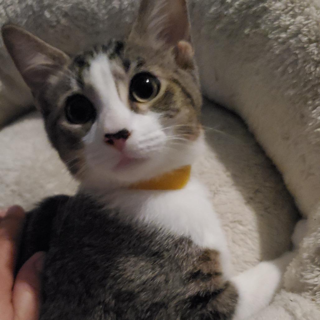 Enlarge Chocolate Chip - BONDED TO STRAWBERRY, a Adoptable Domestic Short Hair in Union, MO image 2/3