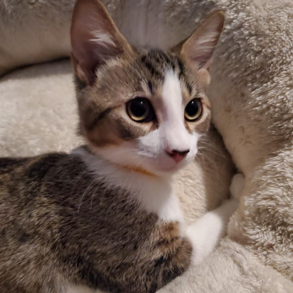 Enlarge Chocolate Chip - BONDED TO STRAWBERRY, a Adoptable Domestic Short Hair in Union, MO image 3/3