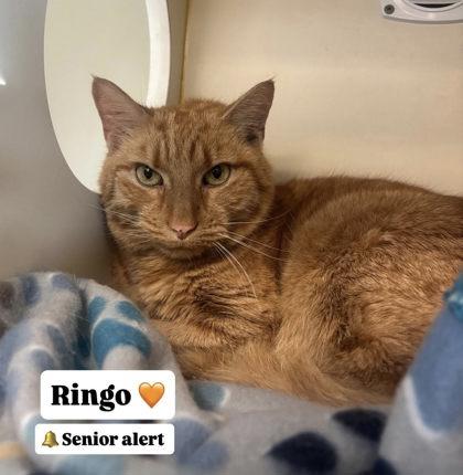 Ringo, Adoptable, Young Male Domestic Short Hair & Domestic Short Hair.
