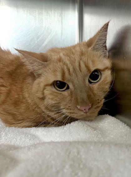 Ringo, Adoptable, Young Male Domestic Short Hair & Domestic Short Hair.