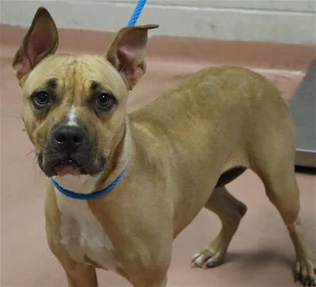 Enlarge FLIP FLOP, a Adoptable Mixed Breed in Columbia, SC image 1/1