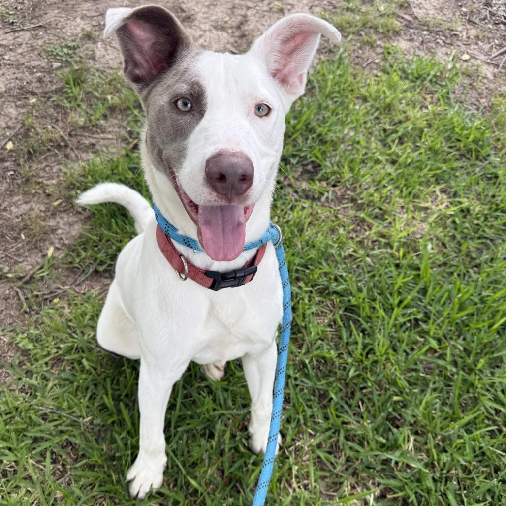 Finn, Adoptable, Young Male Pit Bull Terrier & Mixed Breed.