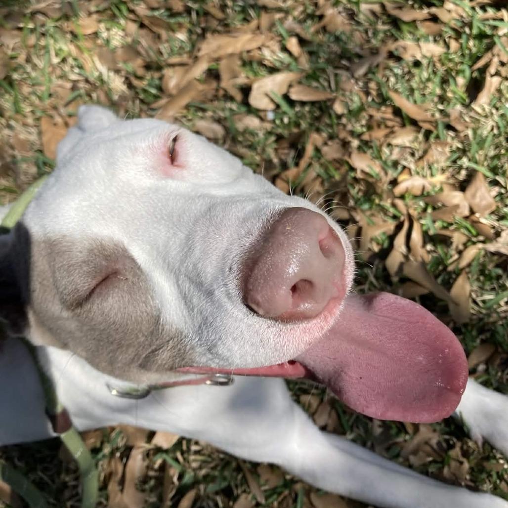 Enlarge Finn, a Adoptable mixed breed in Beaumont, TX image 2/5