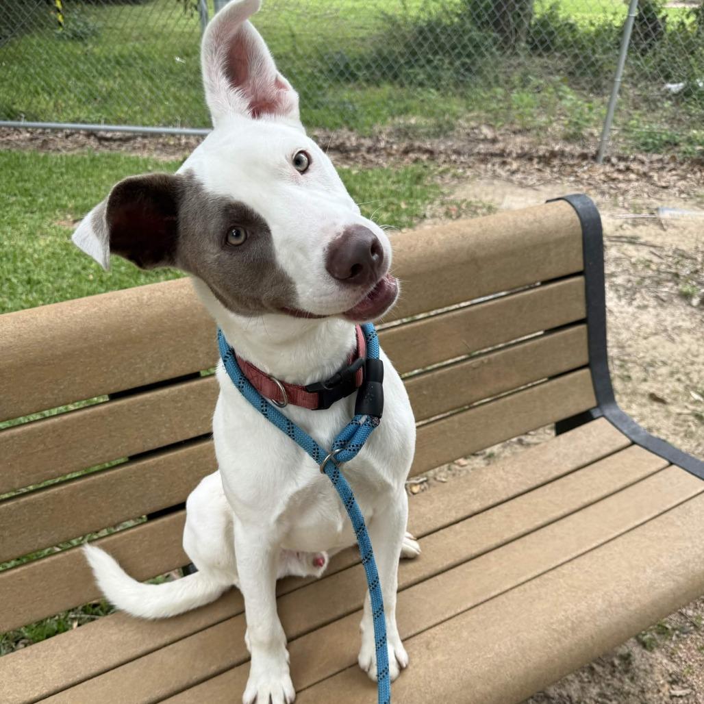 Finn, a Adoptable mixed breed in Beaumont, TX image 3/6