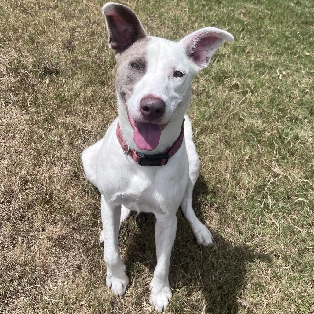 Finn, a Adoptable mixed breed in Beaumont, TX image 4/6