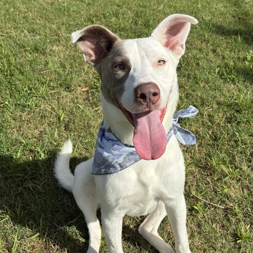 Finn, a Adoptable mixed breed in Beaumont, TX image 5/6
